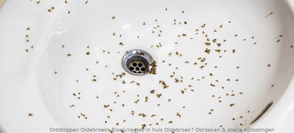 Rioolvliegjes in huis Oldebroek? Oorzaken & snelle oplossingen